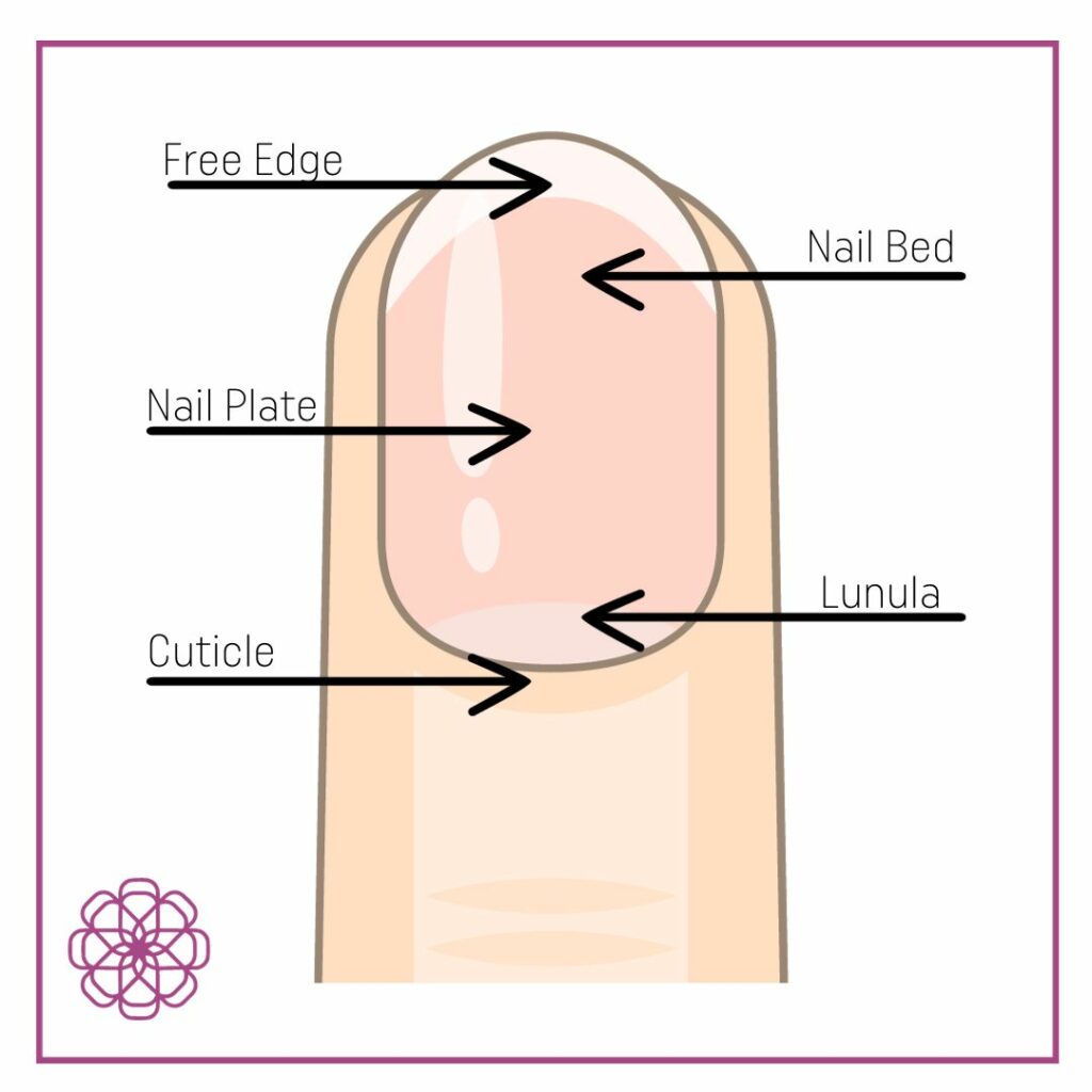 Nail Anatomy